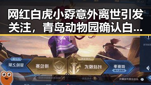 网红白虎小孬意外离世引发关注,青岛动物园确认白虎打斗致死同时印度留不住特斯拉的背后原因大揭秘